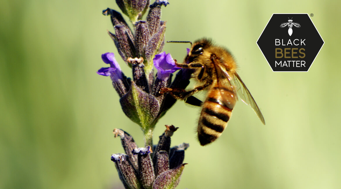CC LAB and NERO D’APE have joined together in an ethical project aimed at businesses, for the protection of the Sicilian black bee species, as well as supporting university studies, research and experiments specifically for health and wellbeing